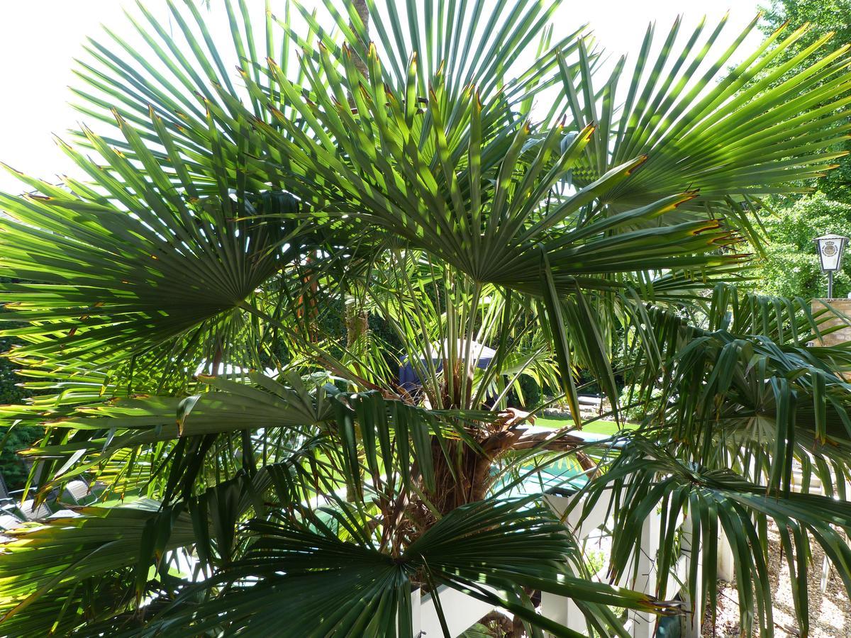 فندق Oaklands House - Adults Only Brading المظهر الخارجي الصورة